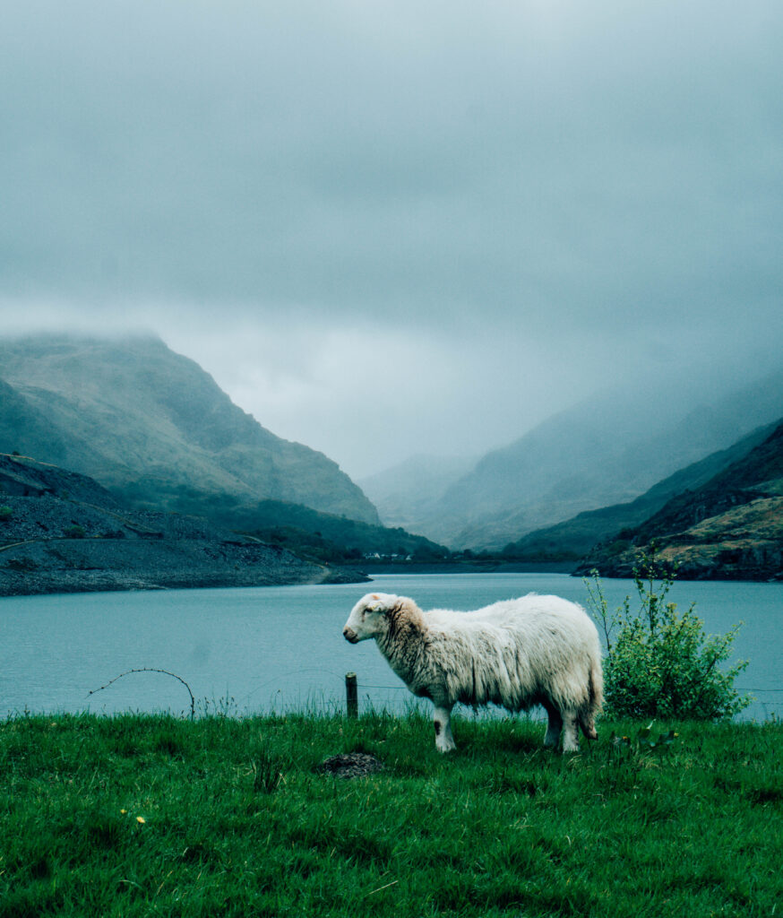 Snowdonia sheep