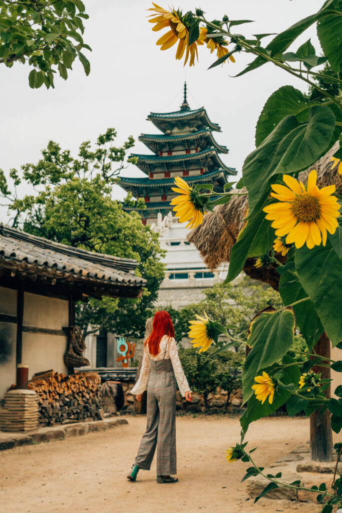 sunflowers