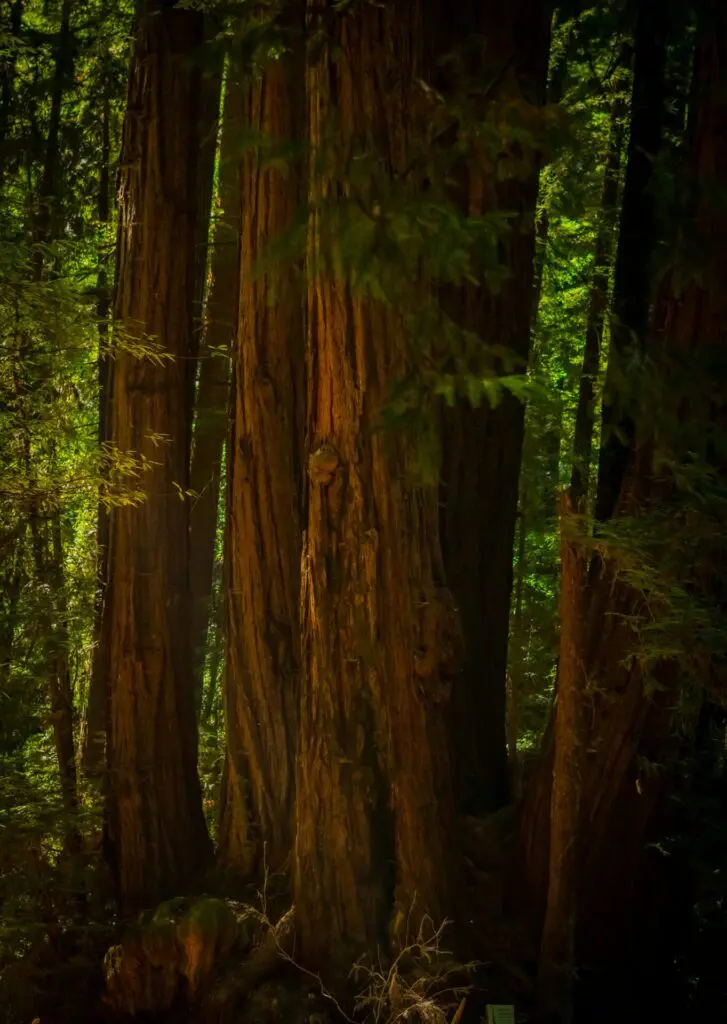 Henry Cowell Redwoods State Park