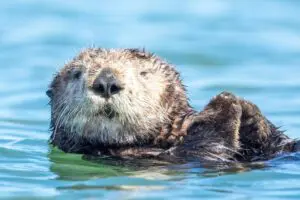 Otter in Monterey