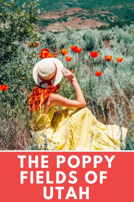 The Poppy Fields of Utah 1 800x1200 1 e1583190563951
