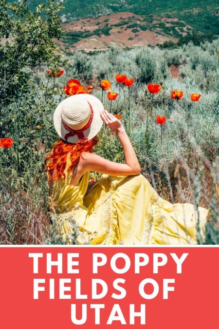 Wildflowers in Utah | Poppy Flower Fields