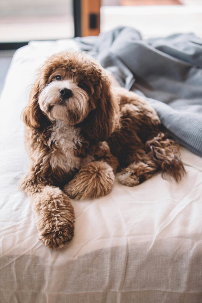 Dog laying on the bed at pet friendly hotel in Park City