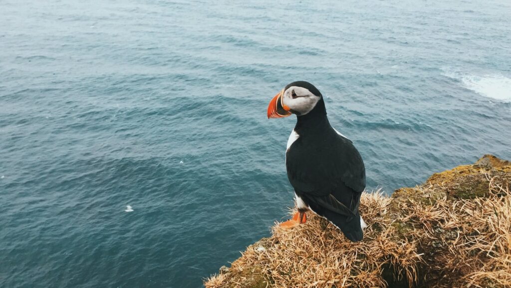 puffin standing near water edge