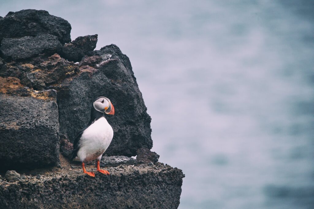 Puffin near edge