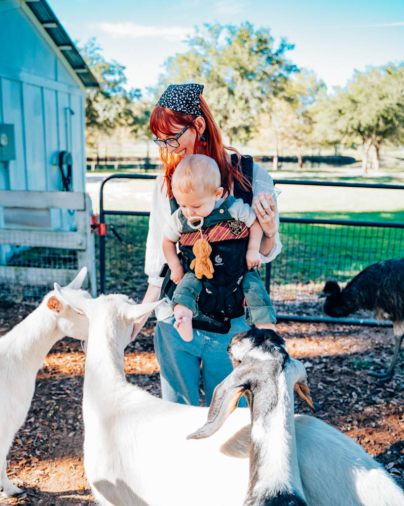 Feeding goats in a pen