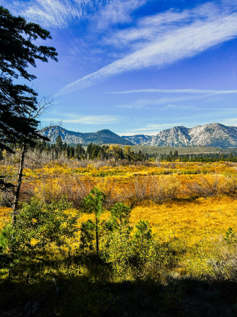 Taylor Creek- things to do in South Lake Tahoe