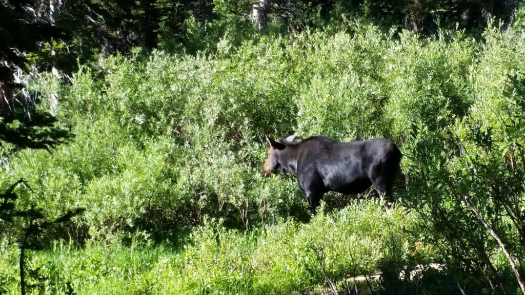 Spotted a moose while hiking kings peak