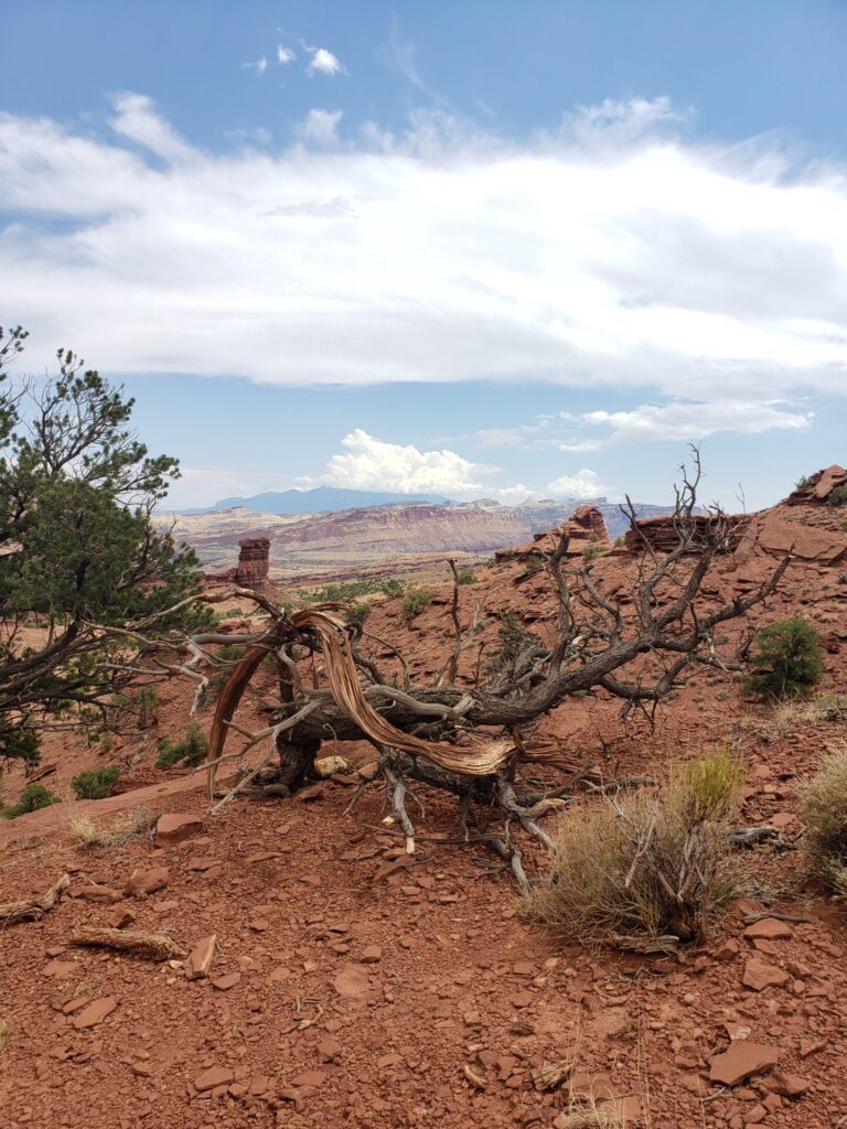 Sage brush and view from Sunset point in Capitol Reef