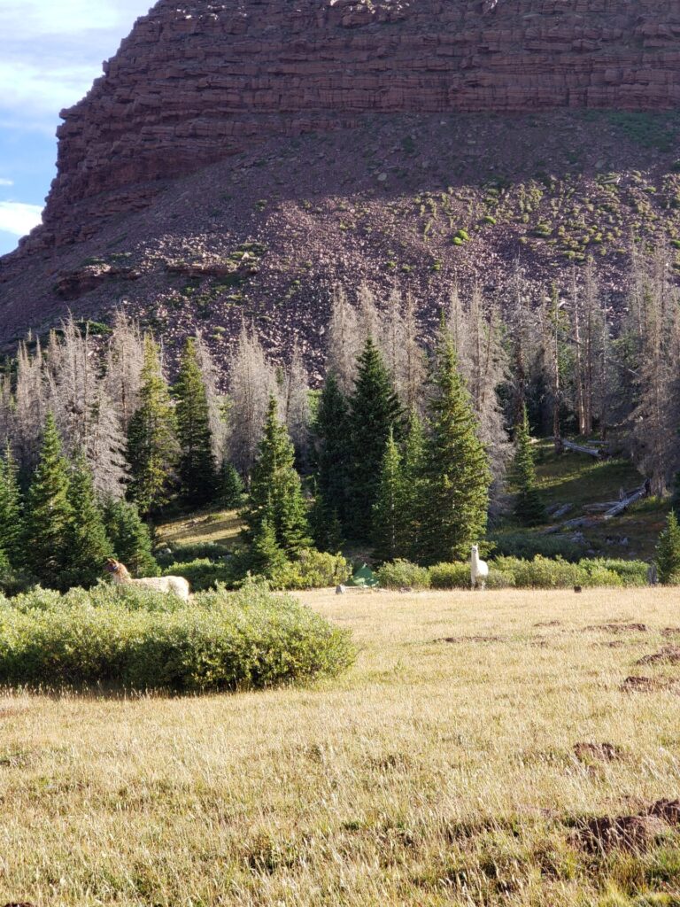 llamas in the field