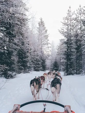 Dog Sledding