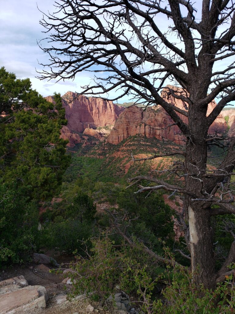 Tree with red rocks in the distance Kolob Canyon