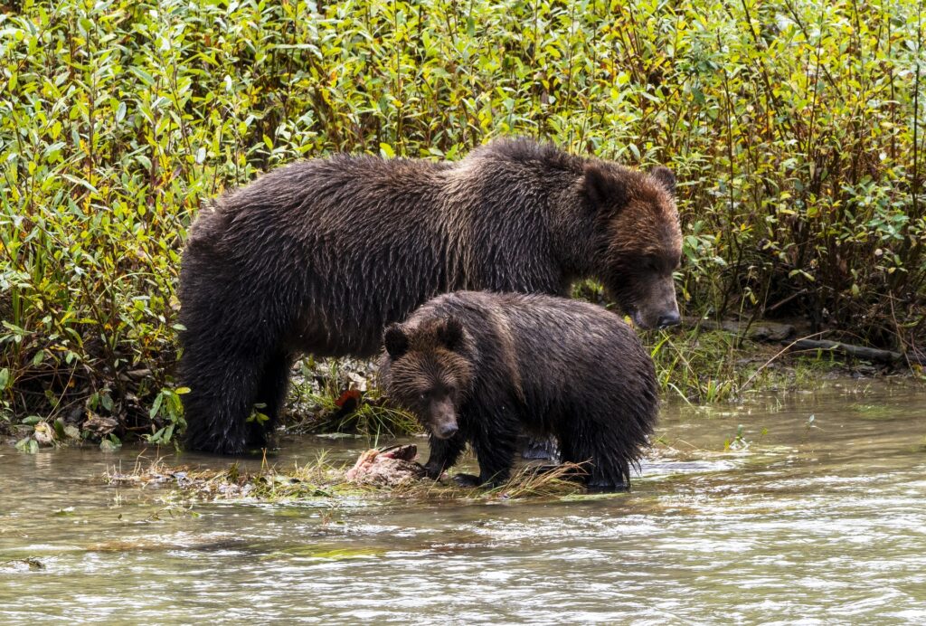 Brown bears near beach in Vancouver island Port Renfrew